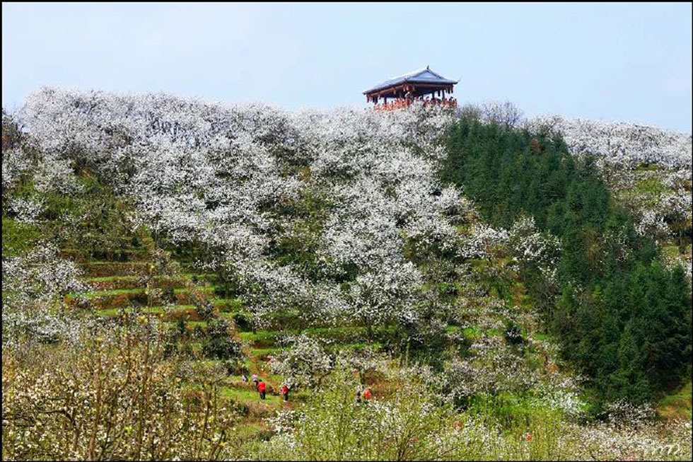 【春天，广西桂林灌阳县向您发出邀请！】我们在灌阳看梨花 - 游山玩水 - 酒泉生活社区 - 酒泉28生活网 jq.28life.net