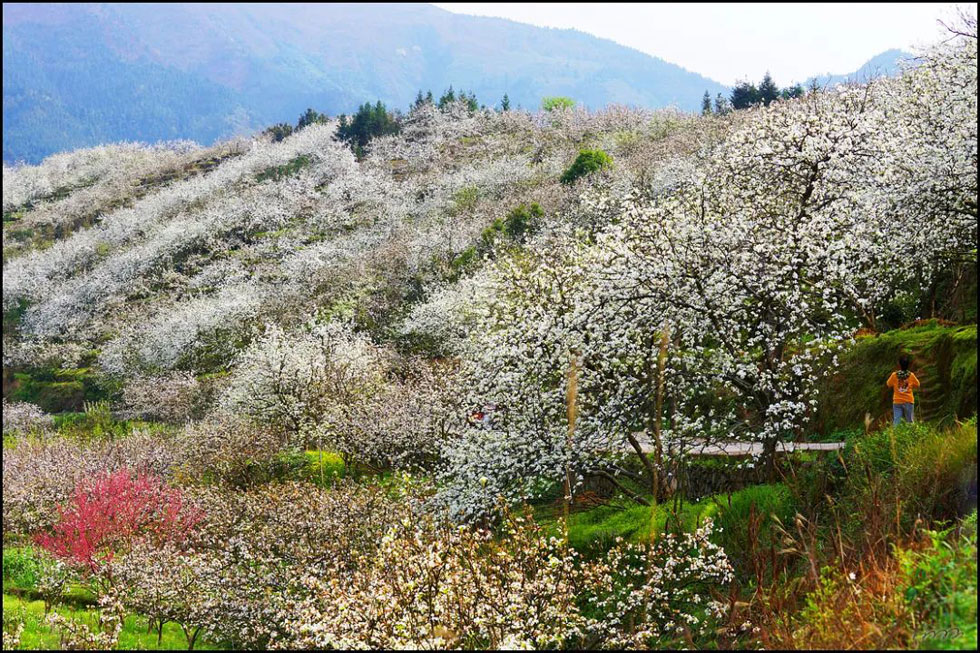 【春天，广西桂林灌阳县向您发出邀请！】我们在灌阳看梨花 - 游山玩水 - 酒泉生活社区 - 酒泉28生活网 jq.28life.net