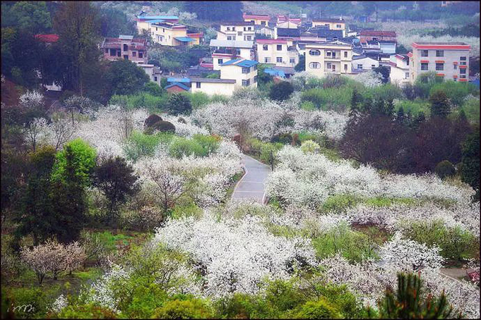 【春天，广西桂林灌阳县向您发出邀请！】我们在灌阳看梨花 - 游山玩水 - 酒泉生活社区 - 酒泉28生活网 jq.28life.net