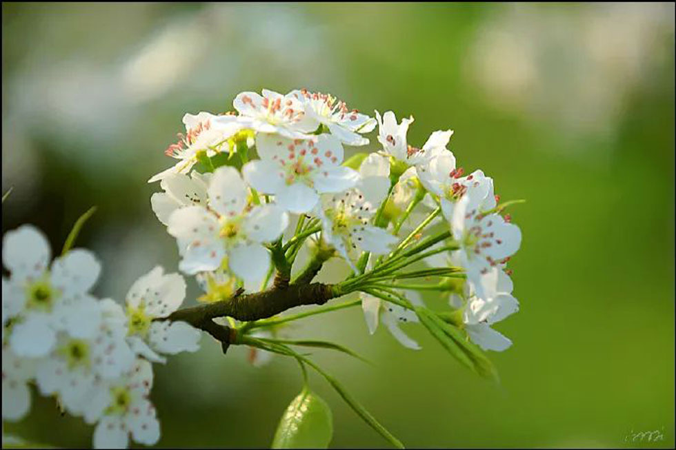 【春天，广西桂林灌阳县向您发出邀请！】我们在灌阳看梨花 - 游山玩水 - 酒泉生活社区 - 酒泉28生活网 jq.28life.net