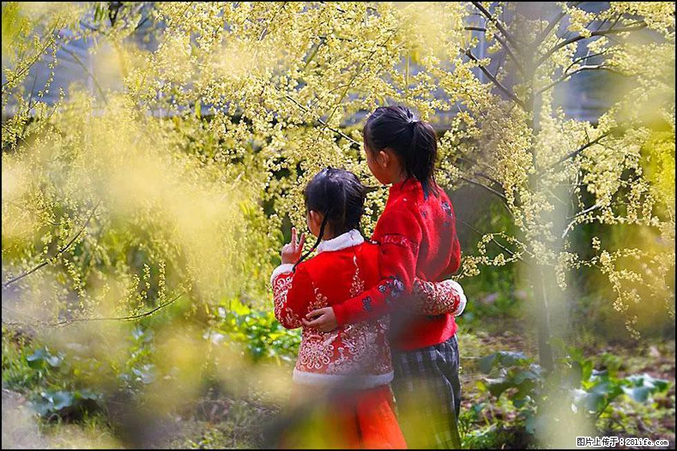 【春天，广西桂林灌阳县向您发出邀请！】米珠山前有片山苍子花在飘香 - 游山玩水 - 酒泉生活社区 - 酒泉28生活网 jq.28life.net