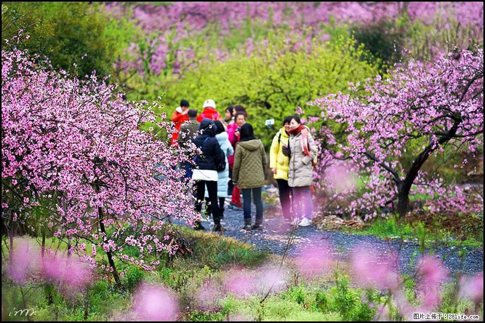 【春天，广西桂林灌阳县向您发出邀请！】官庄村有个醉美的桃花园 - 游山玩水 - 酒泉生活社区 - 酒泉28生活网 jq.28life.net