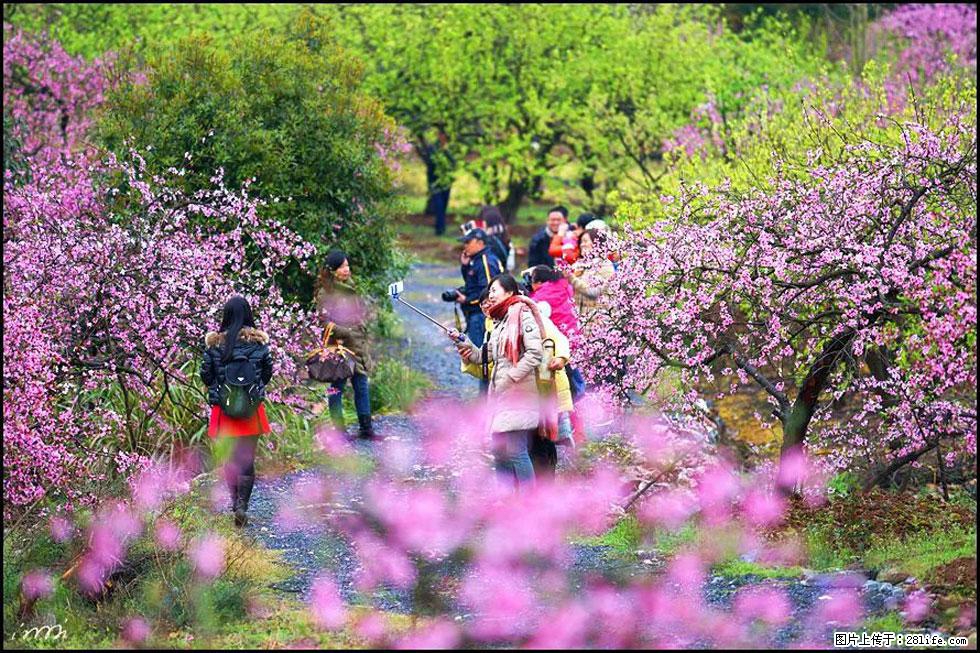 【春天，广西桂林灌阳县向您发出邀请！】官庄村有个醉美的桃花园 - 游山玩水 - 酒泉生活社区 - 酒泉28生活网 jq.28life.net