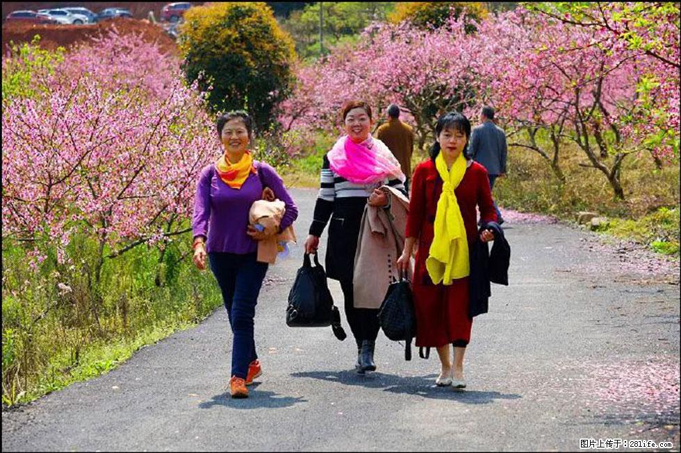 【春天，广西桂林灌阳县向您发出邀请！】官庄村有个醉美的桃花园 - 游山玩水 - 酒泉生活社区 - 酒泉28生活网 jq.28life.net