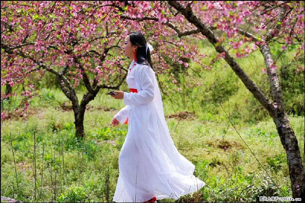 【春天，广西桂林灌阳县向您发出邀请！】官庄村有个醉美的桃花园 - 游山玩水 - 酒泉生活社区 - 酒泉28生活网 jq.28life.net