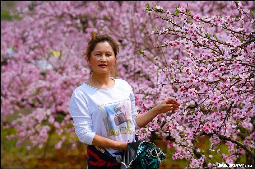 【春天，广西桂林灌阳县向您发出邀请！】官庄村有个醉美的桃花园 - 游山玩水 - 酒泉生活社区 - 酒泉28生活网 jq.28life.net