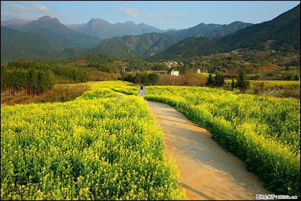 【春天,广西桂林灌阳县向您发出邀请!】长坪村油菜盛情花开 - 游山玩水 - 酒泉生活社区 - 酒泉28生活网 jq.28life.net