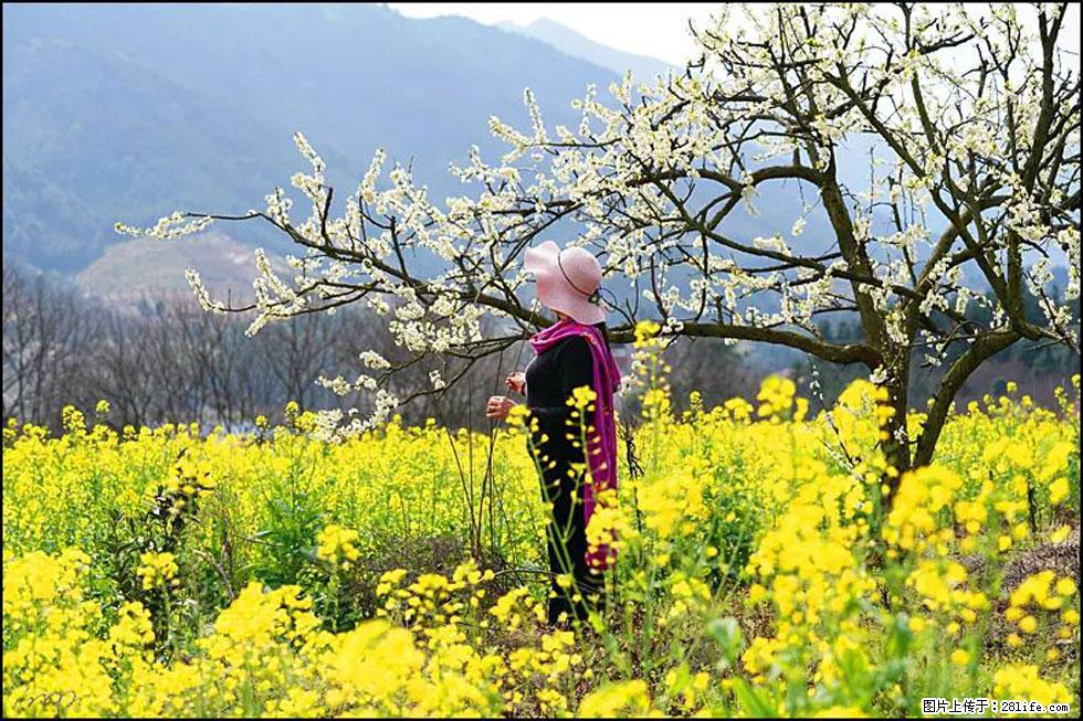 【春天,广西桂林灌阳县向您发出邀请!】长坪村油菜盛情花开 - 游山玩水 - 酒泉生活社区 - 酒泉28生活网 jq.28life.net