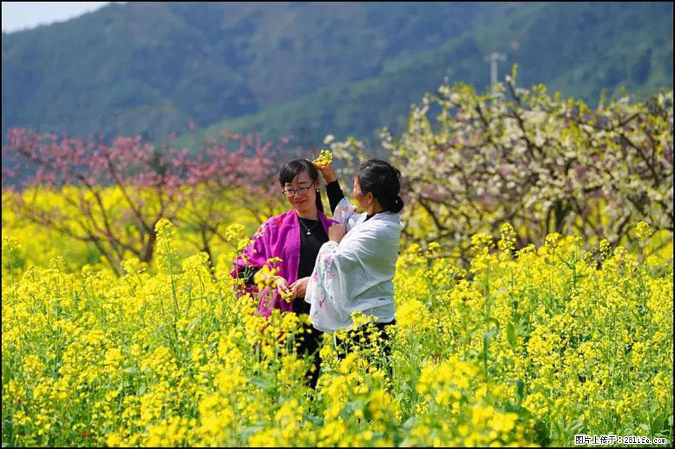 【春天,广西桂林灌阳县向您发出邀请!】长坪村油菜盛情花开 - 游山玩水 - 酒泉生活社区 - 酒泉28生活网 jq.28life.net