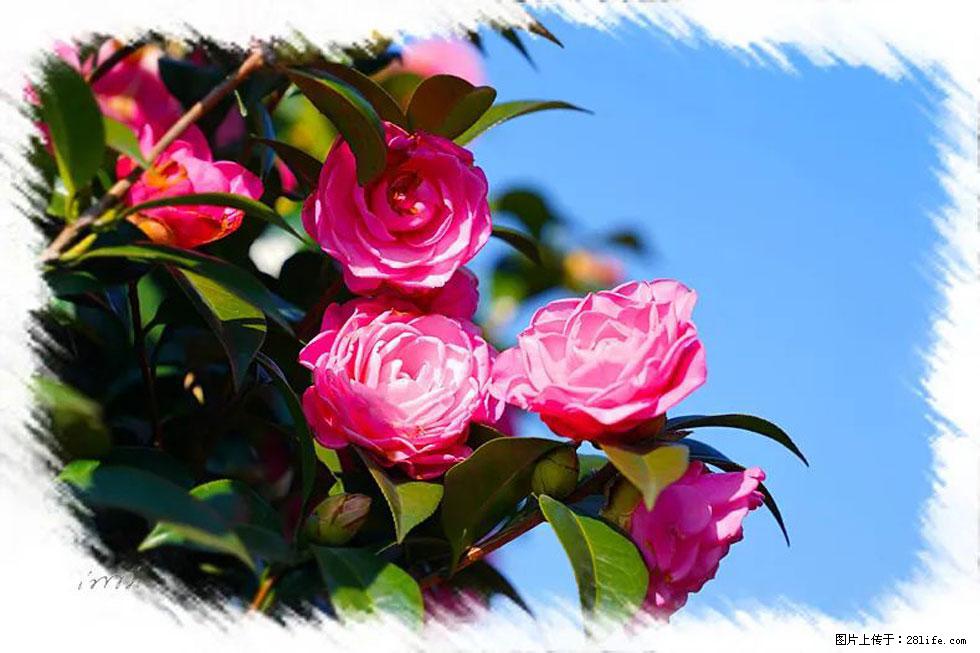 【春天，广西桂林灌阳县向您发出邀请！】杨柳井茶花惹人爱 - 游山玩水 - 酒泉生活社区 - 酒泉28生活网 jq.28life.net