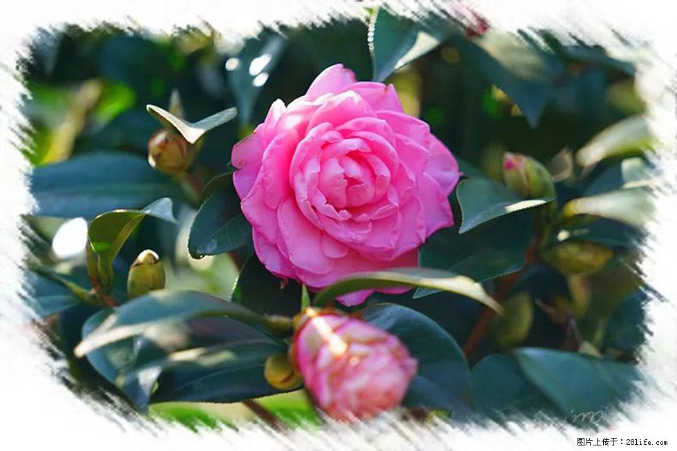 【春天，广西桂林灌阳县向您发出邀请！】杨柳井茶花惹人爱 - 游山玩水 - 酒泉生活社区 - 酒泉28生活网 jq.28life.net