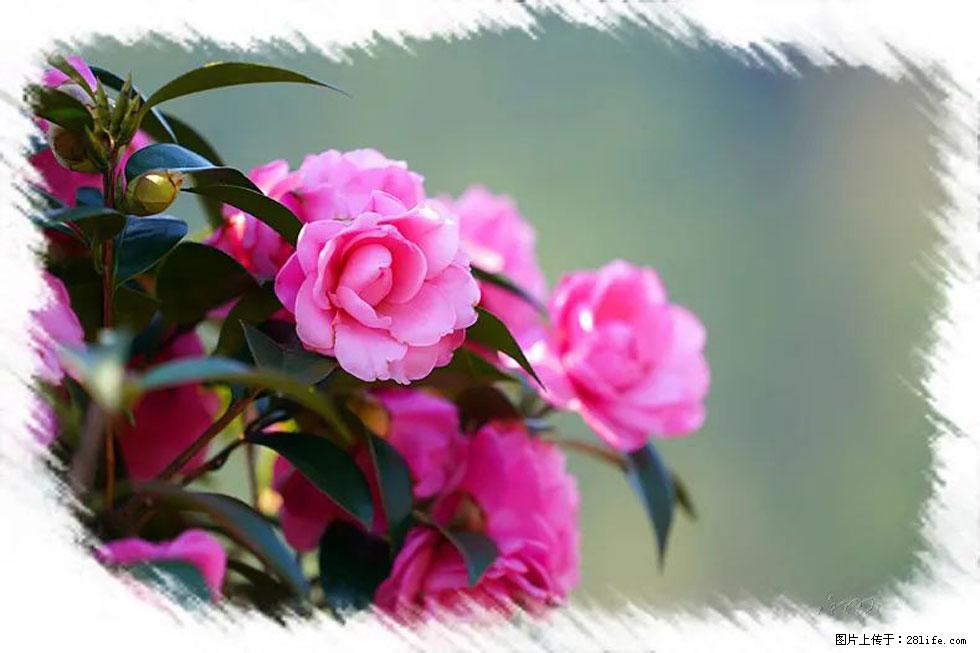 【春天，广西桂林灌阳县向您发出邀请！】杨柳井茶花惹人爱 - 游山玩水 - 酒泉生活社区 - 酒泉28生活网 jq.28life.net