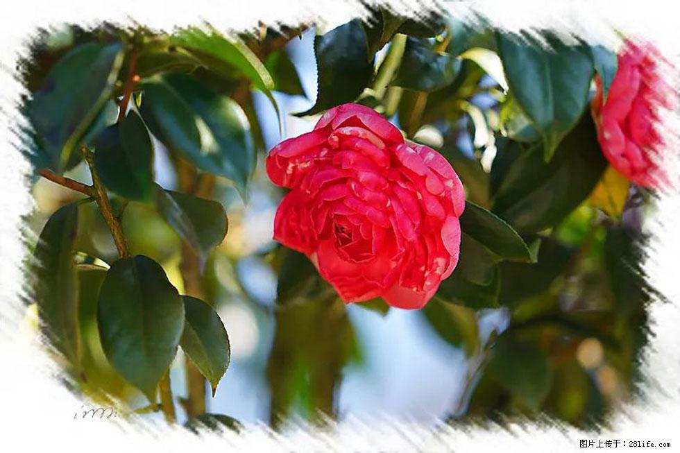 【春天，广西桂林灌阳县向您发出邀请！】杨柳井茶花惹人爱 - 游山玩水 - 酒泉生活社区 - 酒泉28生活网 jq.28life.net