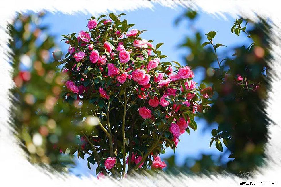【春天，广西桂林灌阳县向您发出邀请！】杨柳井茶花惹人爱 - 游山玩水 - 酒泉生活社区 - 酒泉28生活网 jq.28life.net
