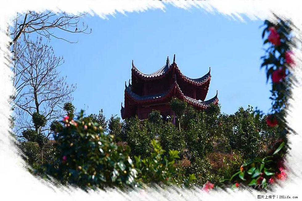 【春天，广西桂林灌阳县向您发出邀请！】杨柳井茶花惹人爱 - 游山玩水 - 酒泉生活社区 - 酒泉28生活网 jq.28life.net