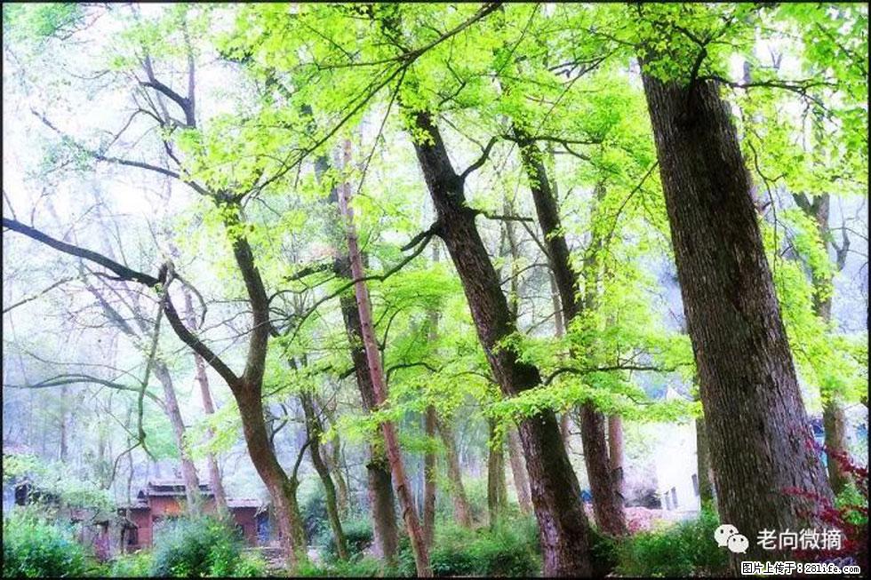 【春天,广西桂林灌阳县向您发出邀请!】在小龙村与春天约会 - 游山玩水 - 酒泉生活社区 - 酒泉28生活网 jq.28life.net