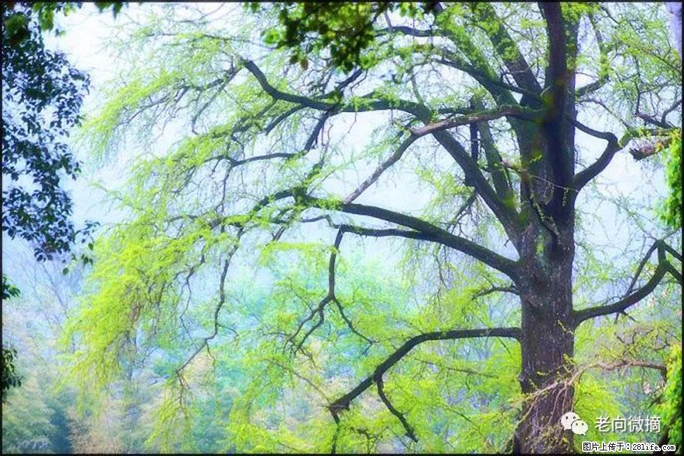 【春天,广西桂林灌阳县向您发出邀请!】在小龙村与春天约会 - 游山玩水 - 酒泉生活社区 - 酒泉28生活网 jq.28life.net