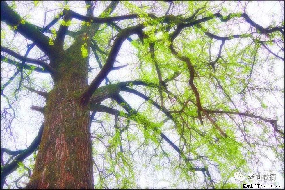 【春天,广西桂林灌阳县向您发出邀请!】在小龙村与春天约会 - 游山玩水 - 酒泉生活社区 - 酒泉28生活网 jq.28life.net