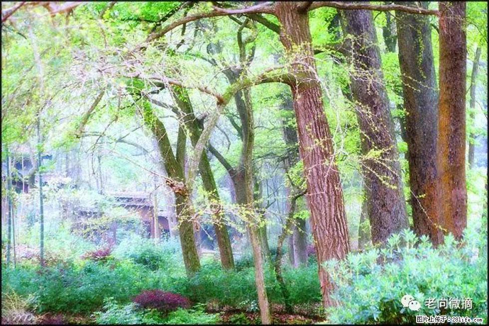 【春天,广西桂林灌阳县向您发出邀请!】在小龙村与春天约会 - 游山玩水 - 酒泉生活社区 - 酒泉28生活网 jq.28life.net