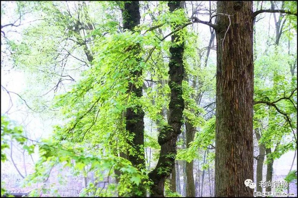 【春天,广西桂林灌阳县向您发出邀请!】在小龙村与春天约会 - 游山玩水 - 酒泉生活社区 - 酒泉28生活网 jq.28life.net