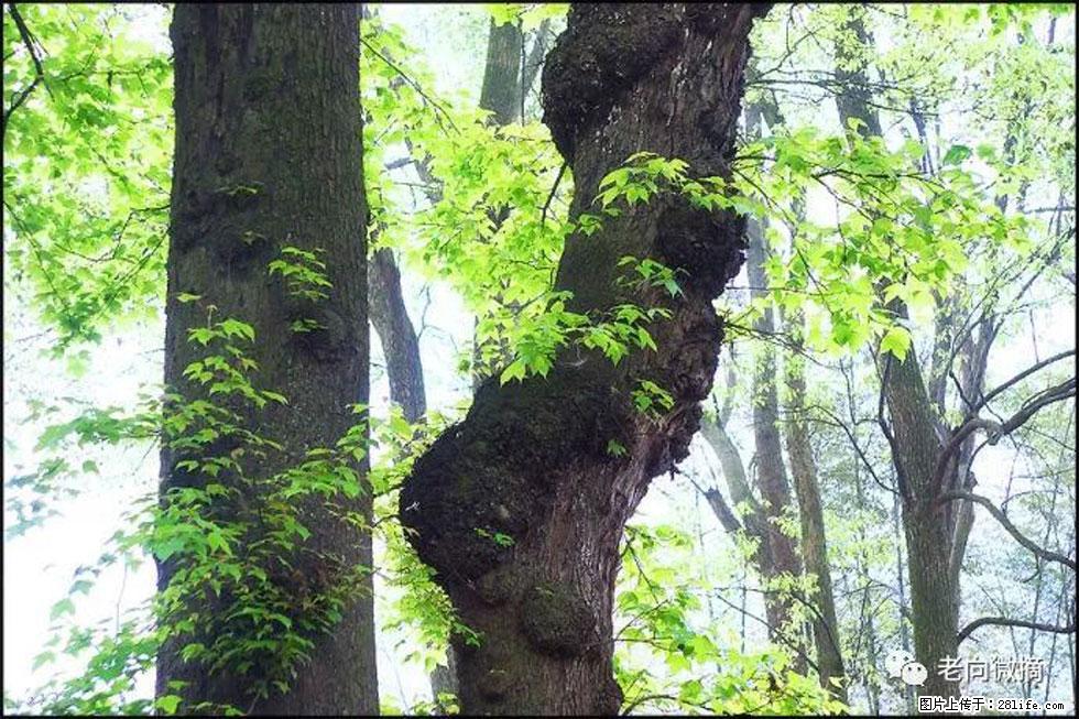 【春天,广西桂林灌阳县向您发出邀请!】在小龙村与春天约会 - 游山玩水 - 酒泉生活社区 - 酒泉28生活网 jq.28life.net