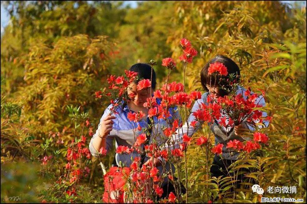 【春天，广西桂林灌阳县向您发出邀请！】登麒麟山，相约映山红 - 游山玩水 - 酒泉生活社区 - 酒泉28生活网 jq.28life.net