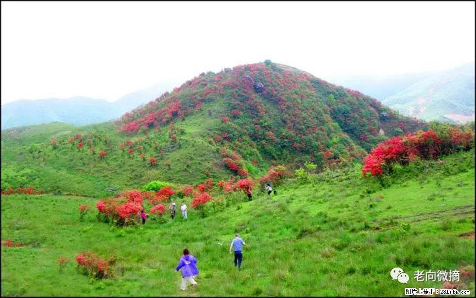 【春天，广西桂林灌阳县向您发出邀请！】宝盖山上映山红 - 游山玩水 - 酒泉生活社区 - 酒泉28生活网 jq.28life.net