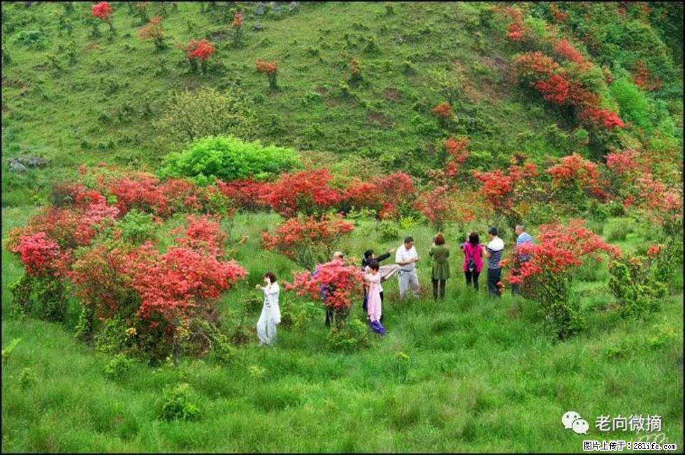 【春天，广西桂林灌阳县向您发出邀请！】宝盖山上映山红 - 游山玩水 - 酒泉生活社区 - 酒泉28生活网 jq.28life.net
