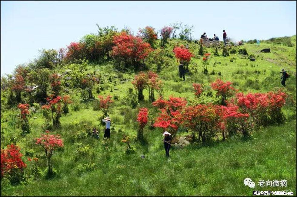 【春天，广西桂林灌阳县向您发出邀请！】宝盖山上映山红 - 游山玩水 - 酒泉生活社区 - 酒泉28生活网 jq.28life.net