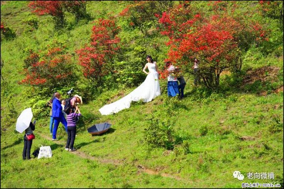 【春天，广西桂林灌阳县向您发出邀请！】宝盖山上映山红 - 游山玩水 - 酒泉生活社区 - 酒泉28生活网 jq.28life.net