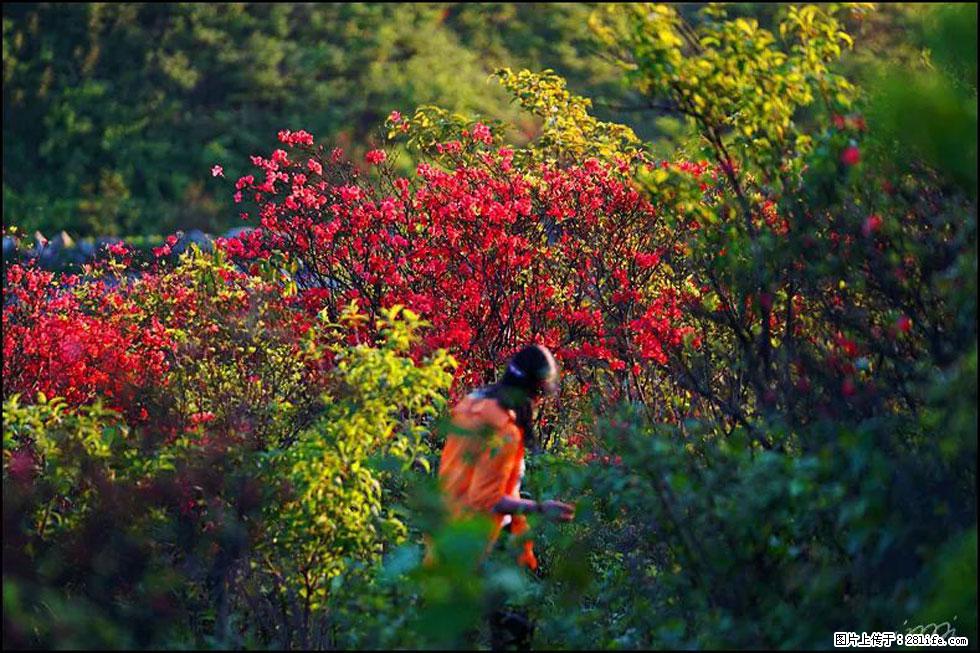 【春天，广西桂林灌阳县向您发出邀请！】春木界上映山红 - 游山玩水 - 酒泉生活社区 - 酒泉28生活网 jq.28life.net