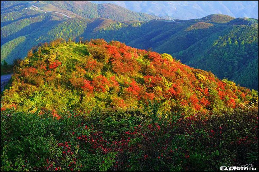 【春天，广西桂林灌阳县向您发出邀请！】春木界上映山红 - 游山玩水 - 酒泉生活社区 - 酒泉28生活网 jq.28life.net