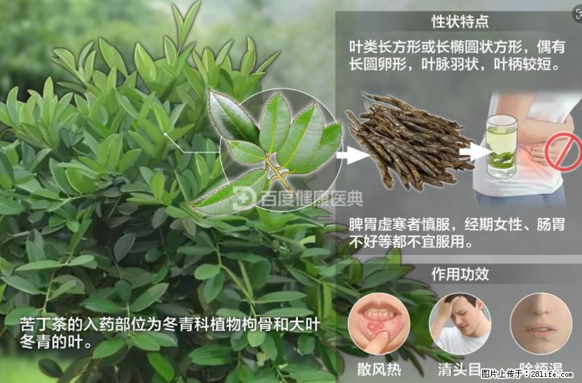 苦丁茶有哪些功效和作用 - 生活百科 - 酒泉生活社区 - 酒泉28生活网 jq.28life.net