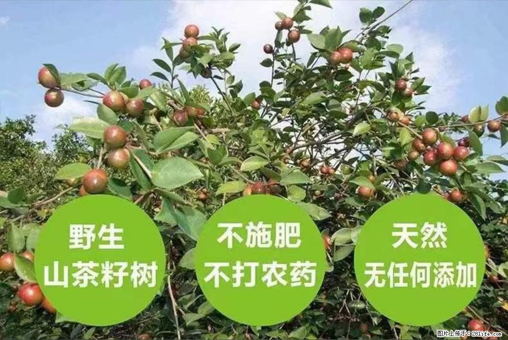 【灌阳县油茶产业示范区】一个有着充实的精神生活的人，对待身外之物自会有一种淡泊的态度 - 美食天地 - 酒泉生活社区 - 酒泉28生活网 jq.28life.net
