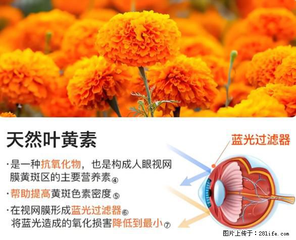 叶黄素有什么功效和作用 - 生活百科 - 酒泉生活社区 - 酒泉28生活网 jq.28life.net