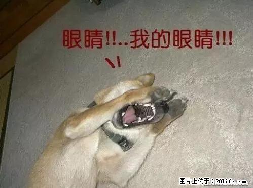 笑癫了！一女的怀孕三年未生，他终于忍不住了... - 娱乐八卦 - 酒泉生活社区 - 酒泉28生活网 jq.28life.net
