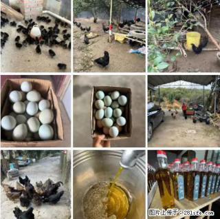 油茶园从小鸡仔开始养起的纯土鸡、土鸡蛋可以预定啦！还有前几天刚榨的纯山茶油哦 - 酒泉28生活网 jq.28life.net