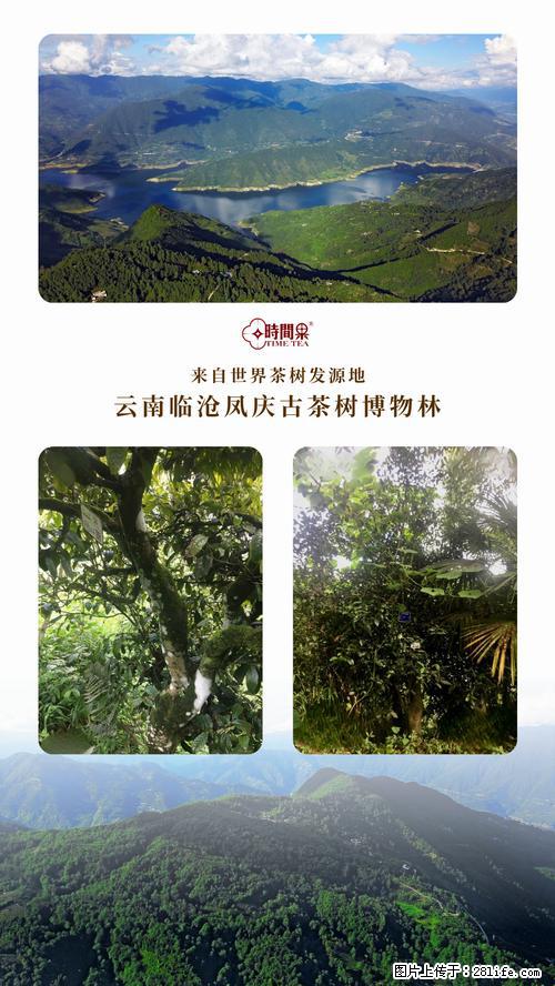 时间果百年古树2025年春红茶 - 购物交流 - 酒泉生活社区 - 酒泉28生活网 jq.28life.net