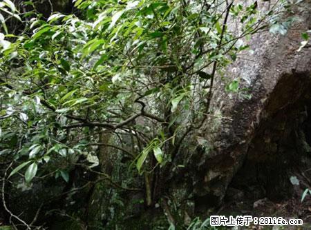 平乐石崖茶，珍贵仅次于金花茶 - 酒泉生活资讯 - 酒泉28生活网 jq.28life.net