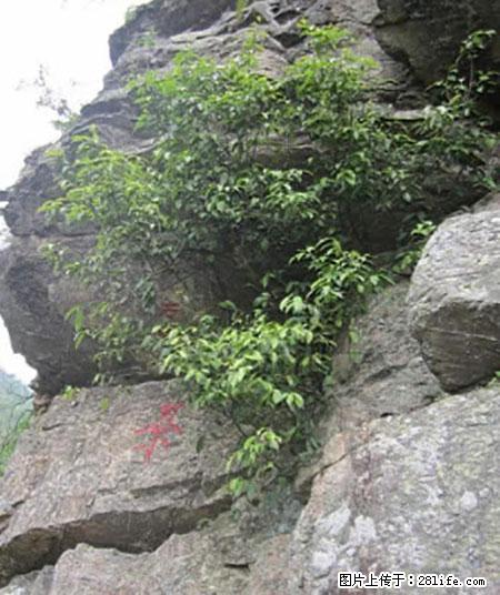 平乐石崖茶，珍贵仅次于金花茶 - 酒泉生活资讯 - 酒泉28生活网 jq.28life.net
