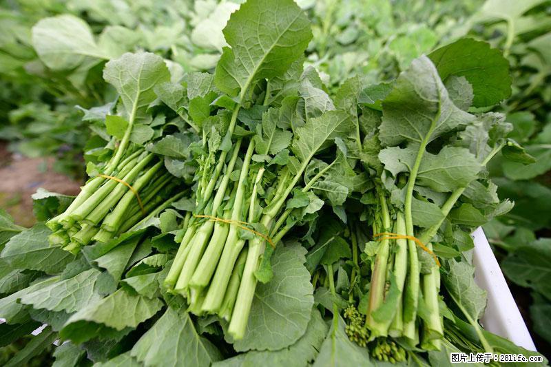 这些蔬菜是“天然钙片”，这6种被医生重点推荐 - 酒泉生活资讯 - 酒泉28生活网 jq.28life.net
